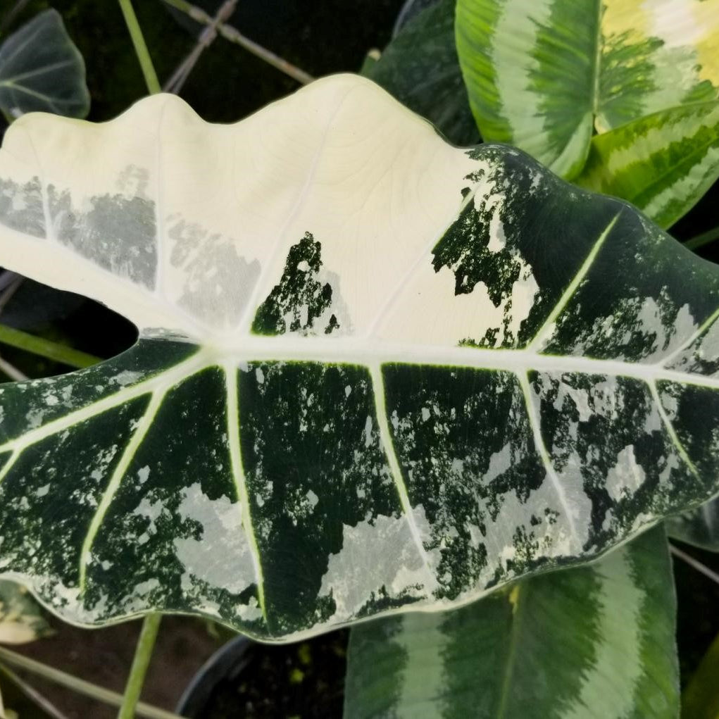 ALOCASIA VARIEGATA