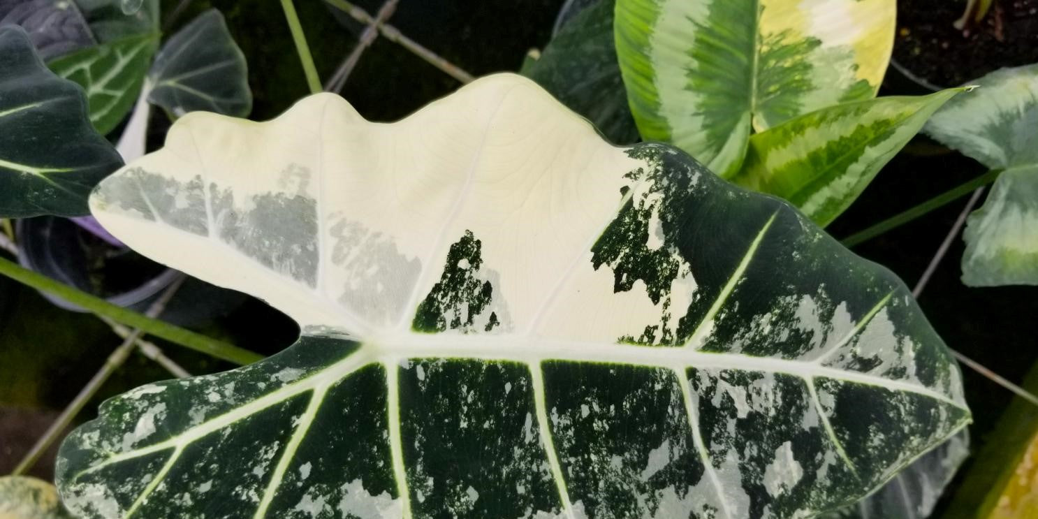 ALOCASIA VARIEGATA