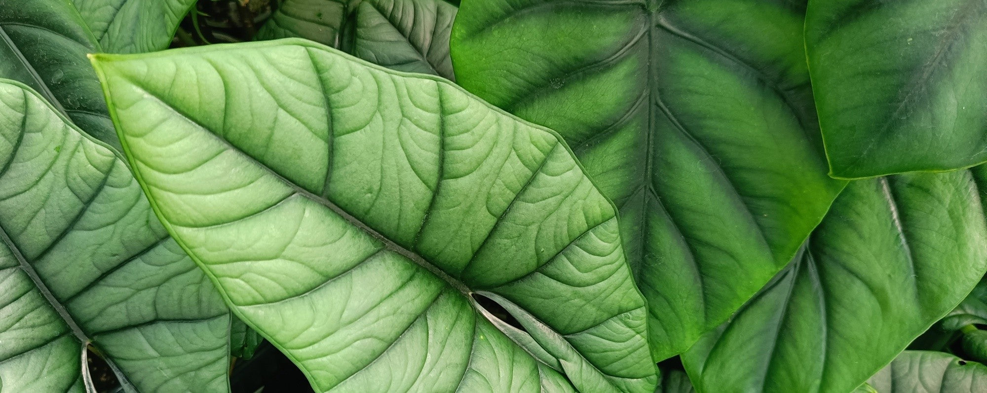 ALOCASIA old
