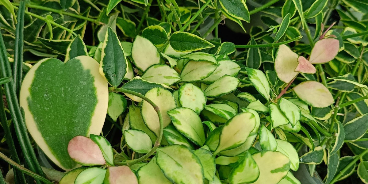 HOYA VARIEGATA