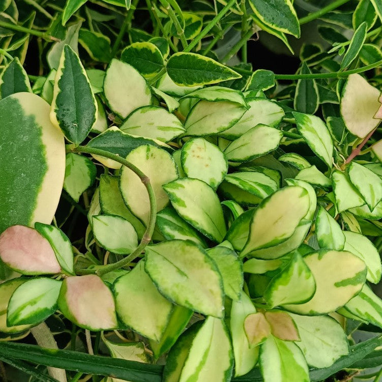 HOYA VARIEGATA
