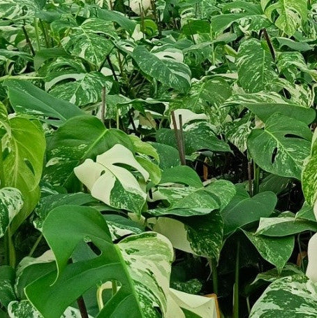 MONSTERA ALBO VARIEGATA