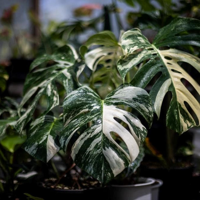 MONSTERA VARIEGATA