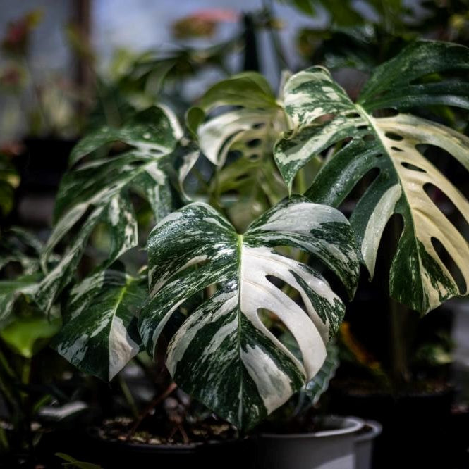 MONSTERA VARIEGATA