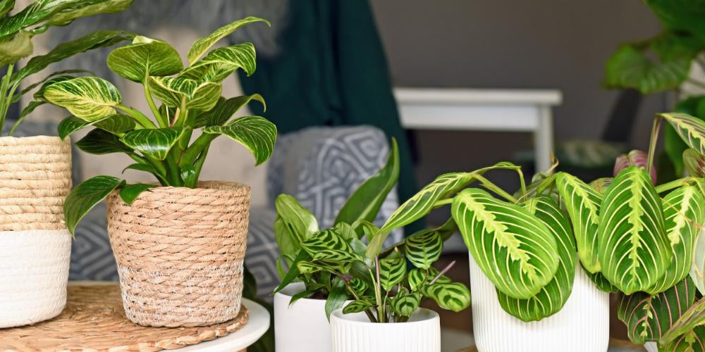 TROPICAL SETS