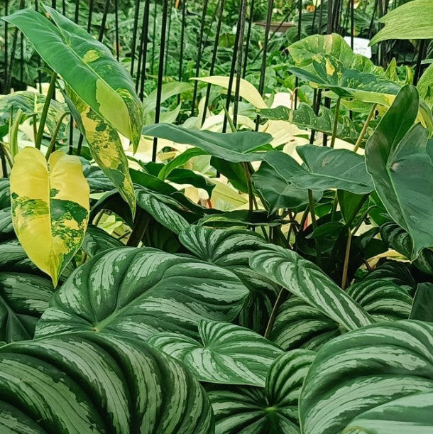 PHILODENDRON