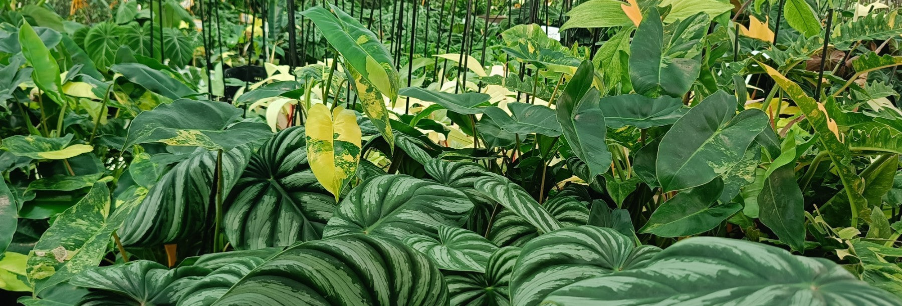 PHILODENDRON