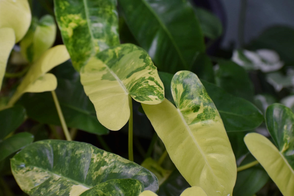 Rare Plants Philodendron Pink retailer Mican with many leafs Free Phytosanitary Certificate ship By DHL Express