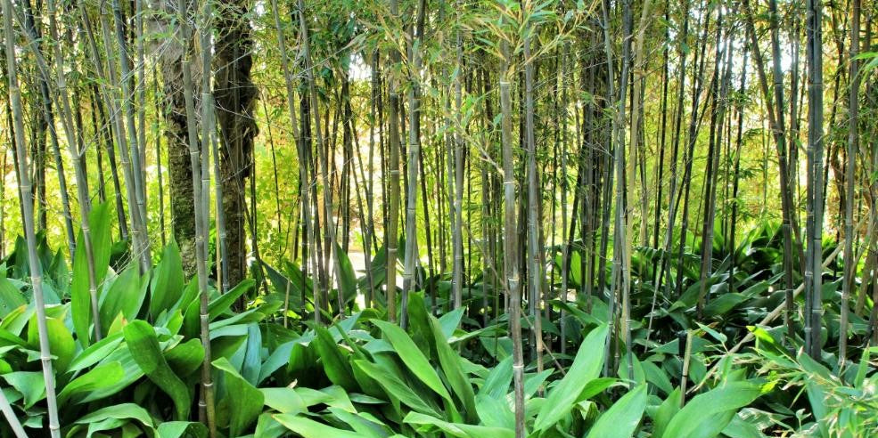 ASPIDISTRA