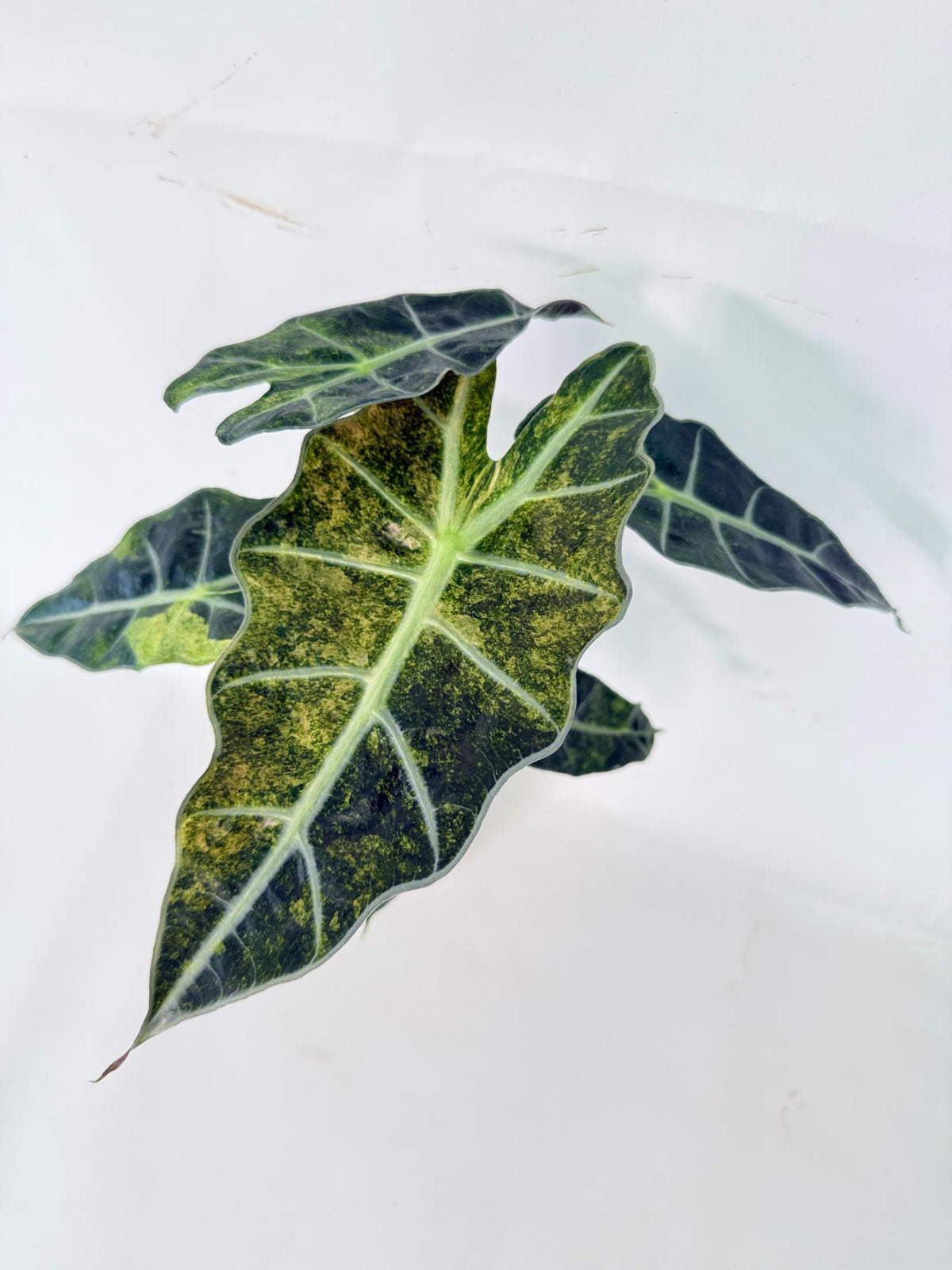 Alocasia Amazonica Variegata Aurea 01