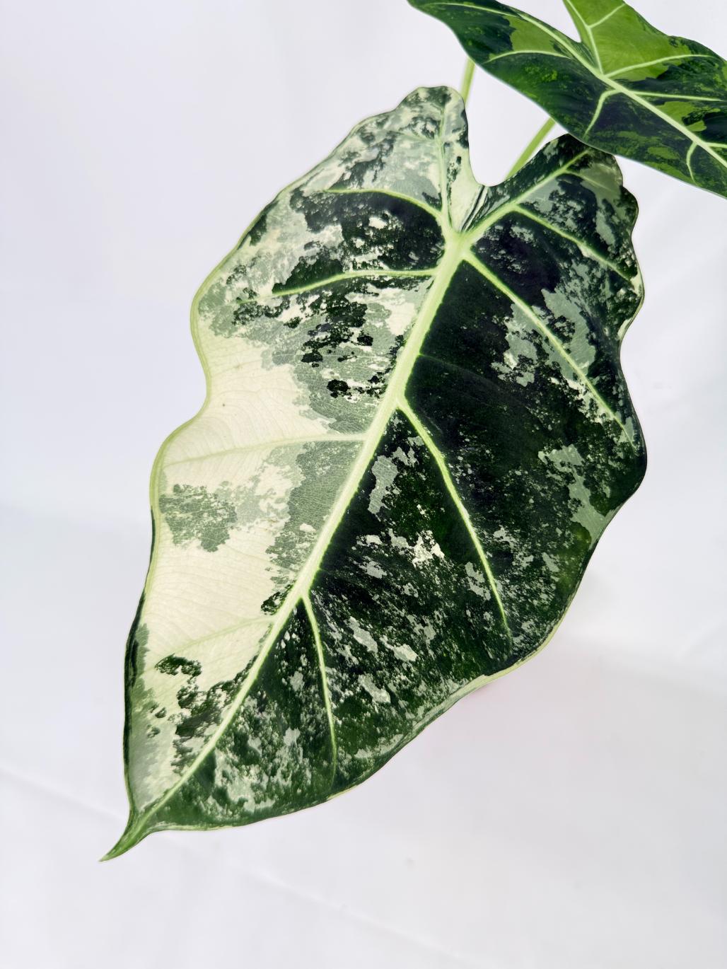 Alocasia Frydek Variegata 02