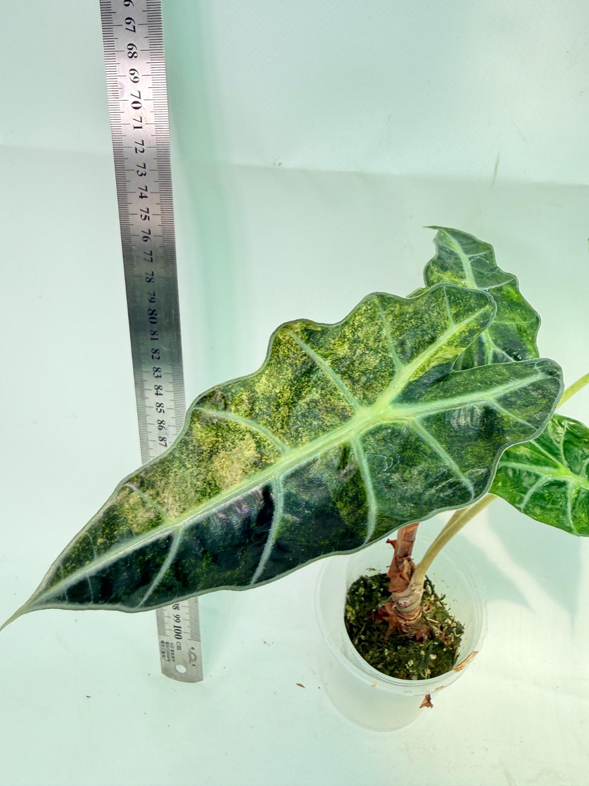 Alocasia Amazonica Variegata Aurea 2
