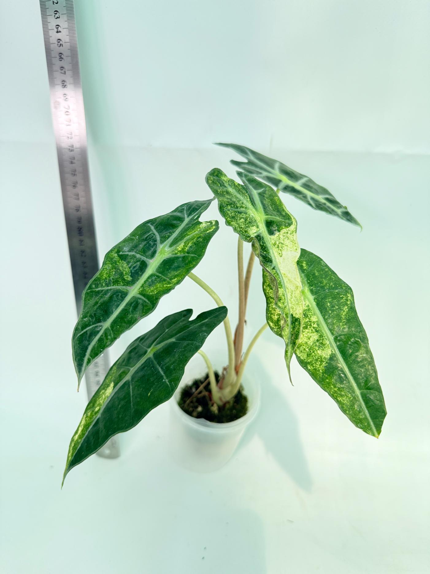 Alocasia Amazonica Variegata Aurea 2