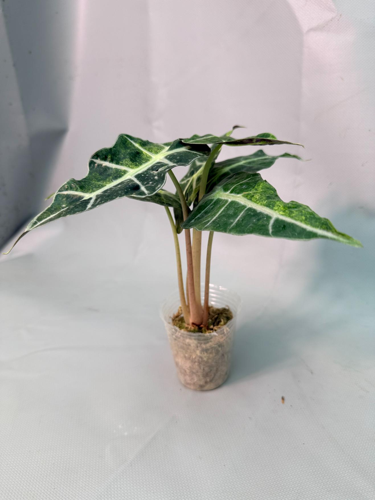 Alocasia Amazzonica Variegata Aurea 02