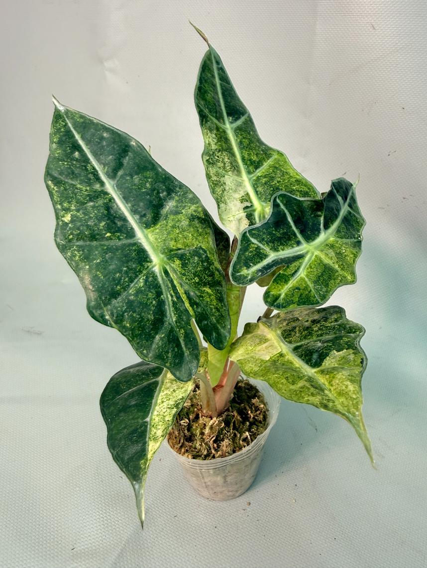 Alocasia Amazzonica Variegata Aurea 02