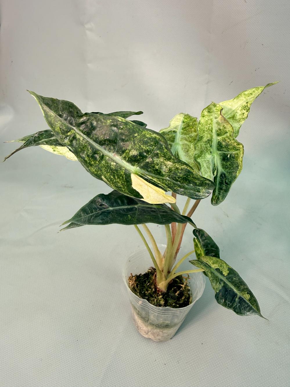 Alocasia Amazzonica Variegata Aurea 02