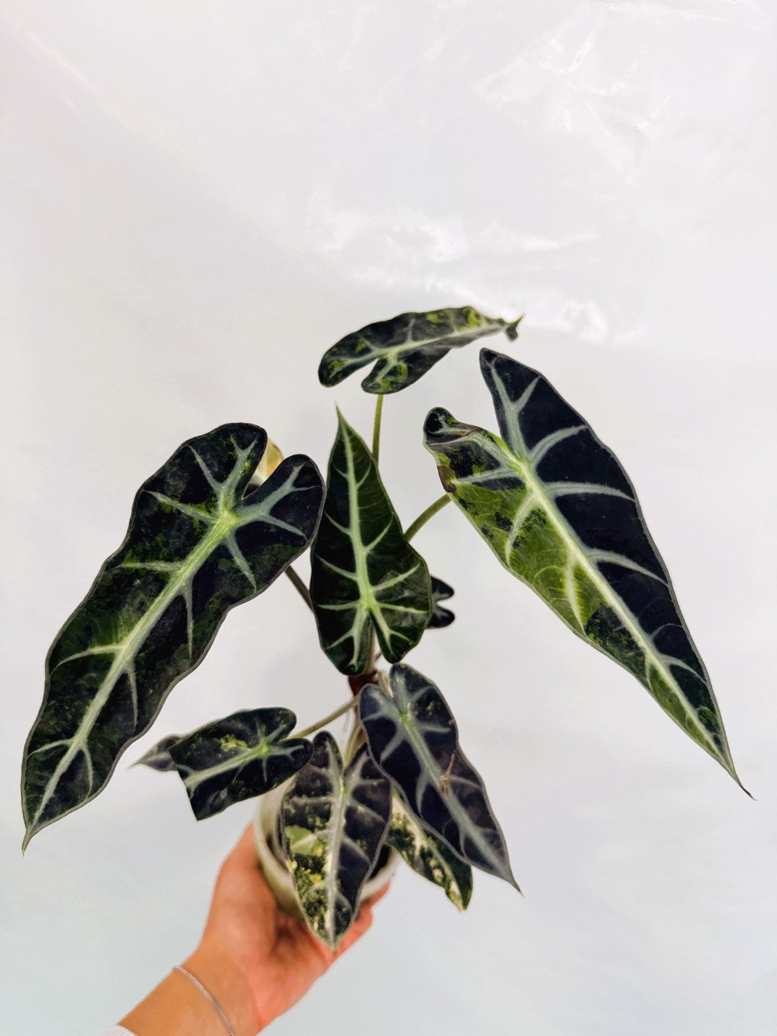 Alocasia_Bambino_Variegata_Aurea