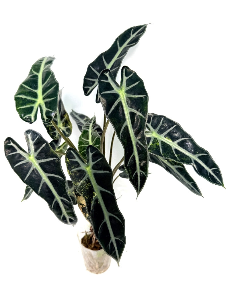 alocasia_Bambino_Variegata_Aurea