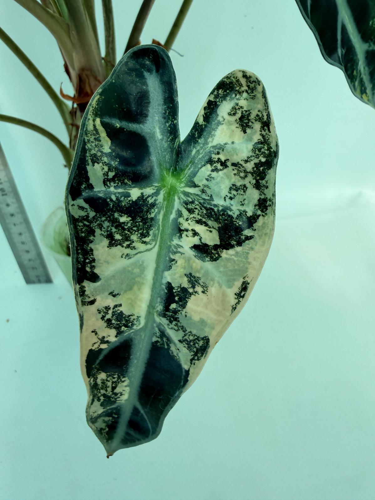 Alocasia Bambino Variegata Aurea 2