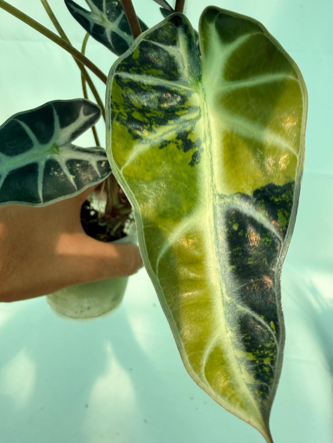 Alocasia Bambino Variegata Aurea 2