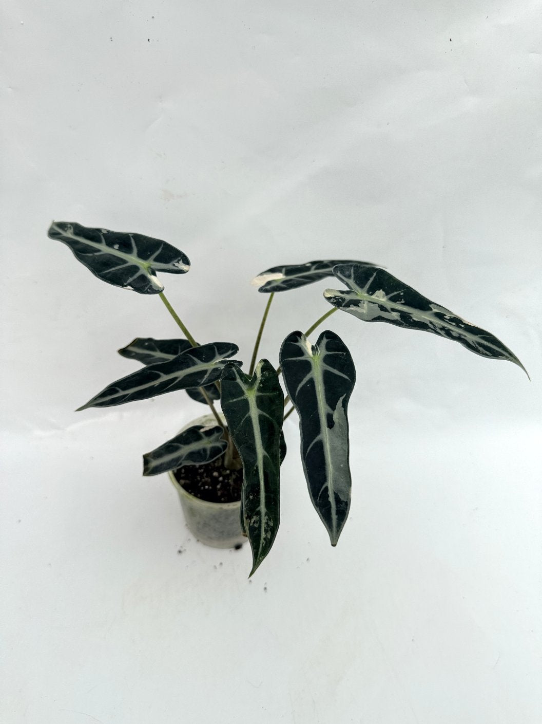 Alocasia_Bambino_Variegata_Pink