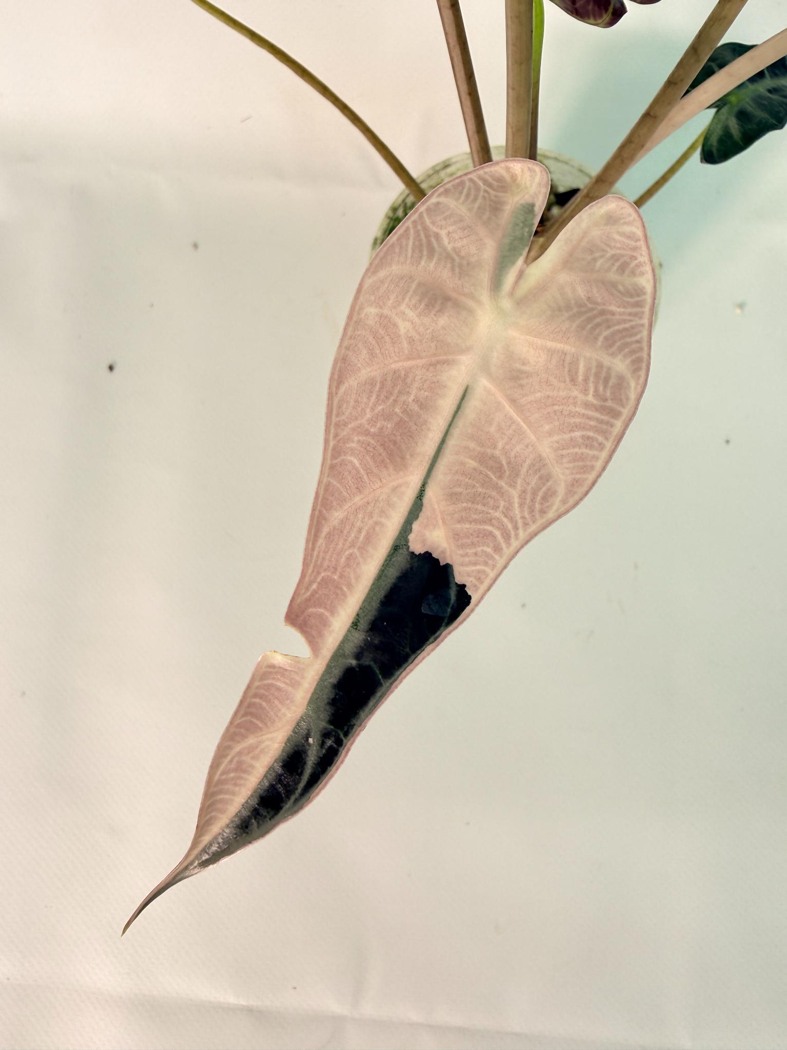 Alocasia Bambino Variegata Pink 04