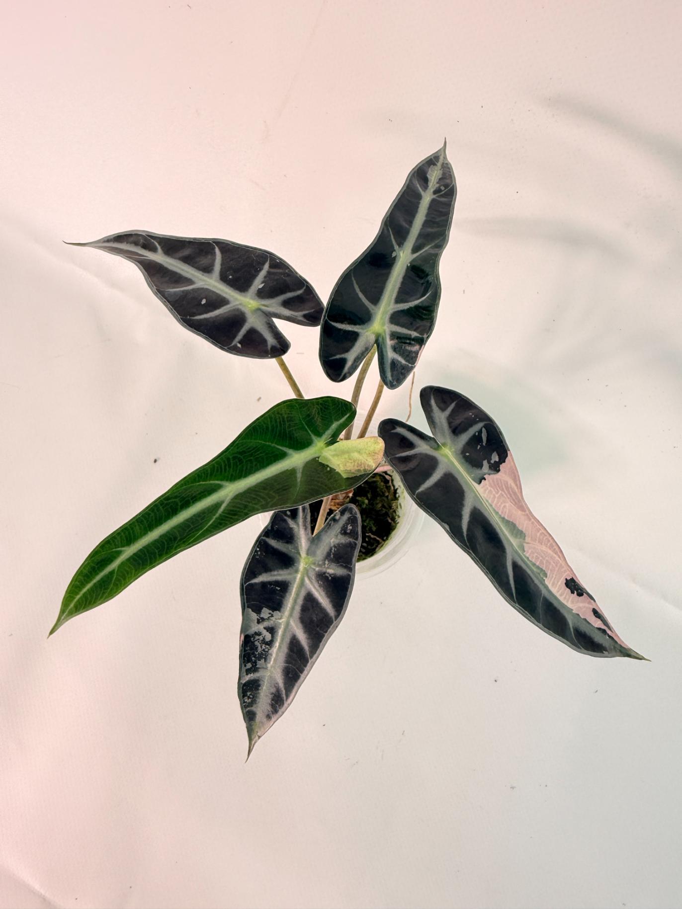 Alocasia Bambino Variegata Pink 02