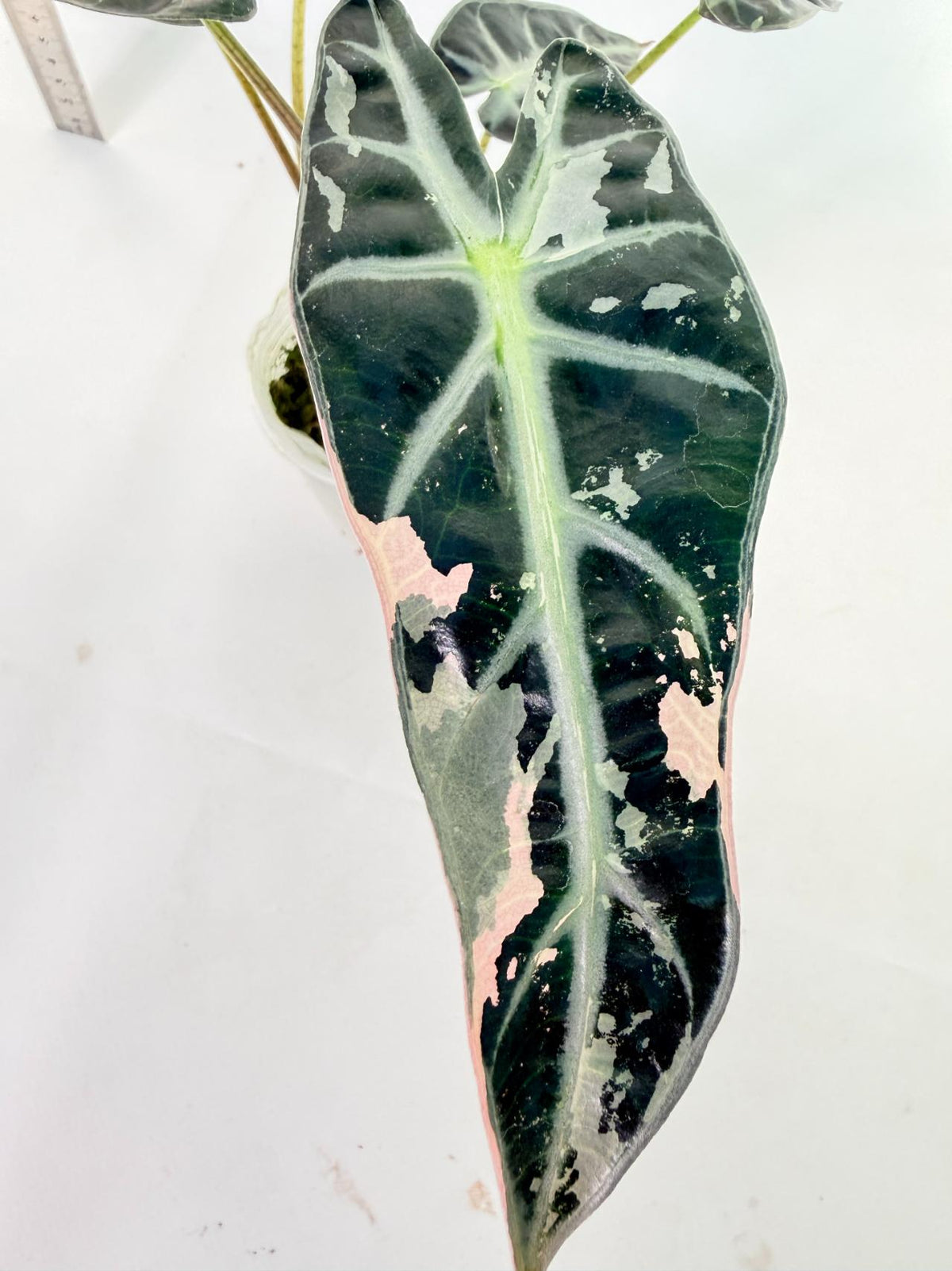 Alocasia Bambino Variegata Pink 1