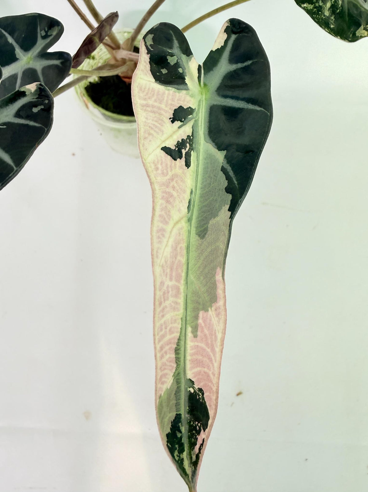 Alocasia Bambino Variegata Pink 1