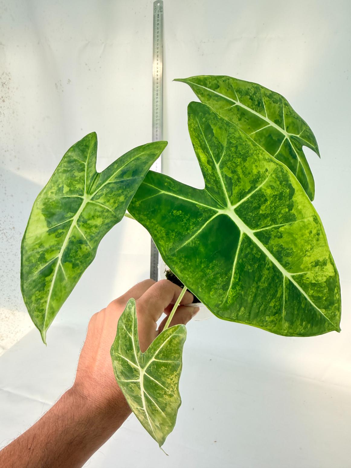 Alocasia Frydek Aurea Variegata 2
