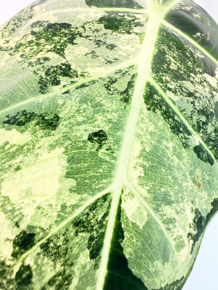 Alocasia Frydek Variegata 2