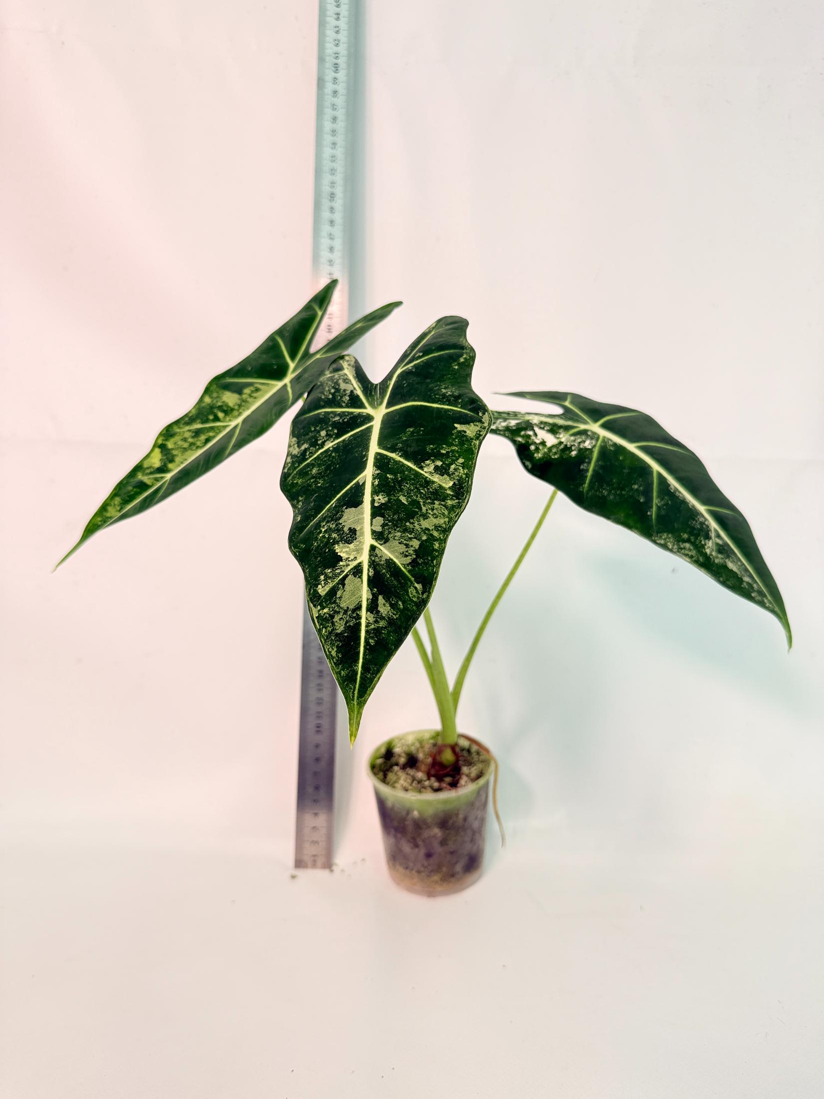 Alocasia Frydek Variegata 2