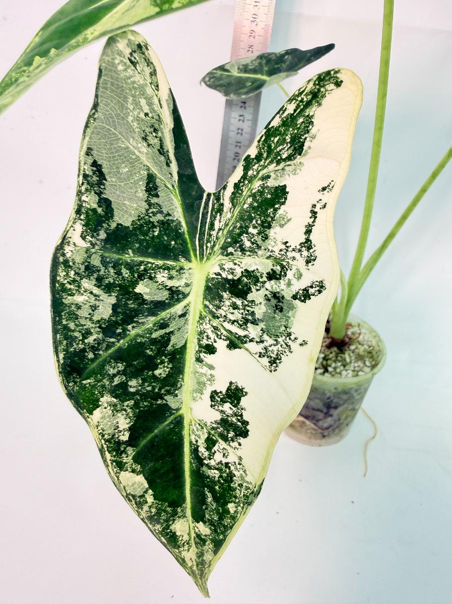 Alocasia Frydek Variegata 2