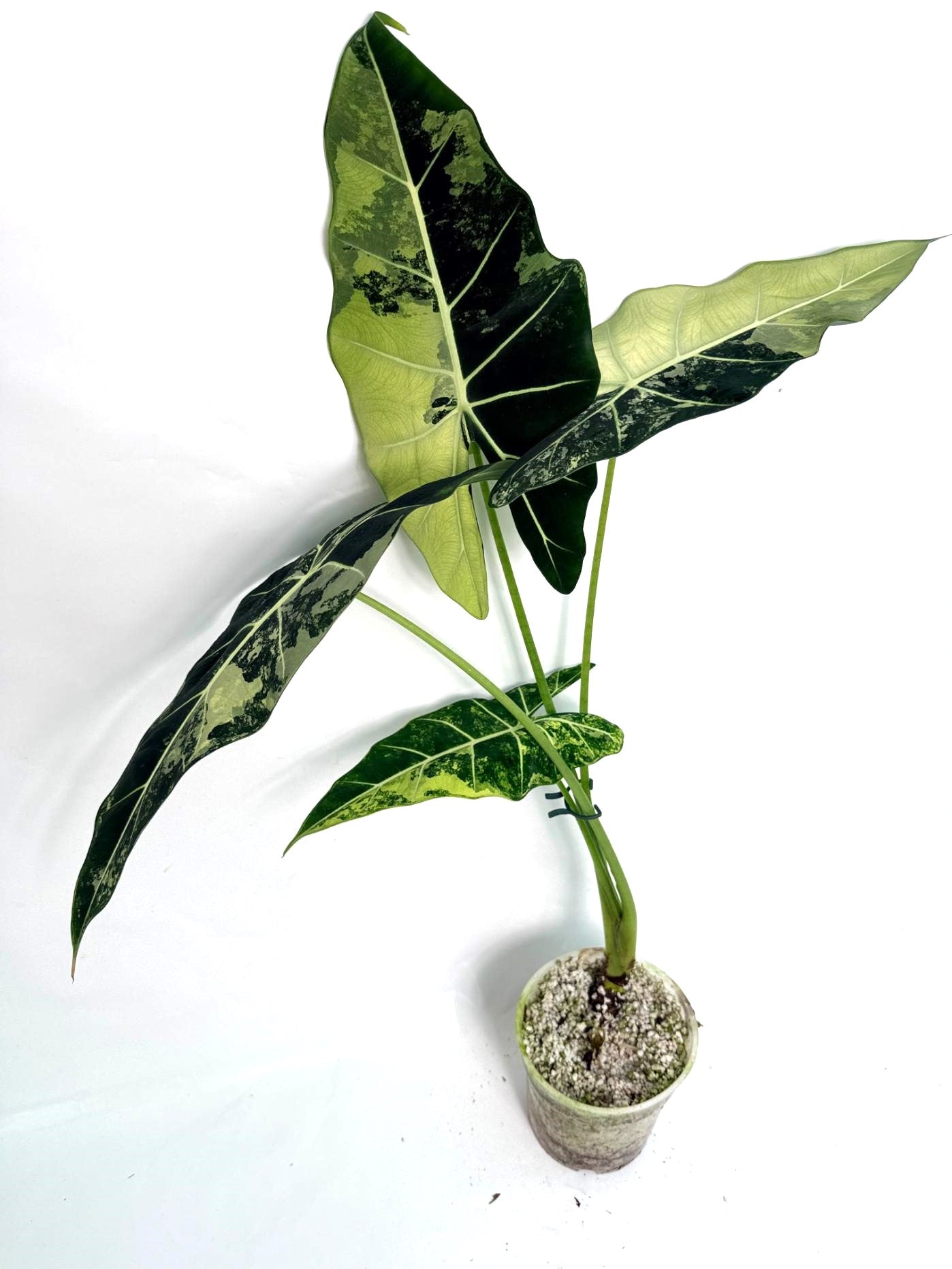 Alocasia Frydek Variegata XXL