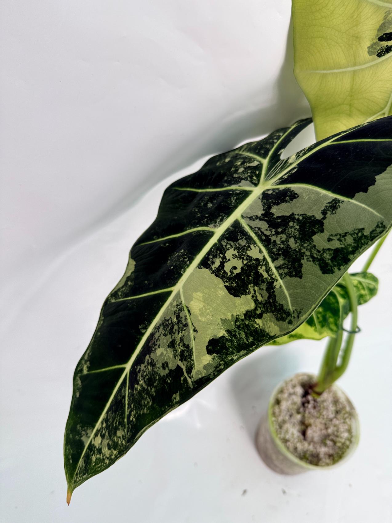 Alocasia Frydek Variegata XL