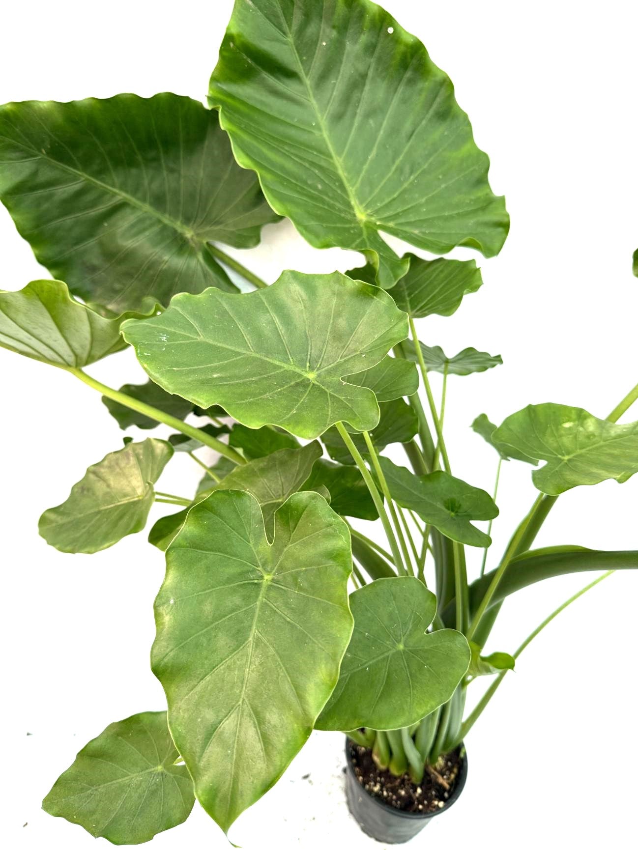 black magic philodendron Alocasia 'Black Magic' – Secret Garden Plant Shop main image 1