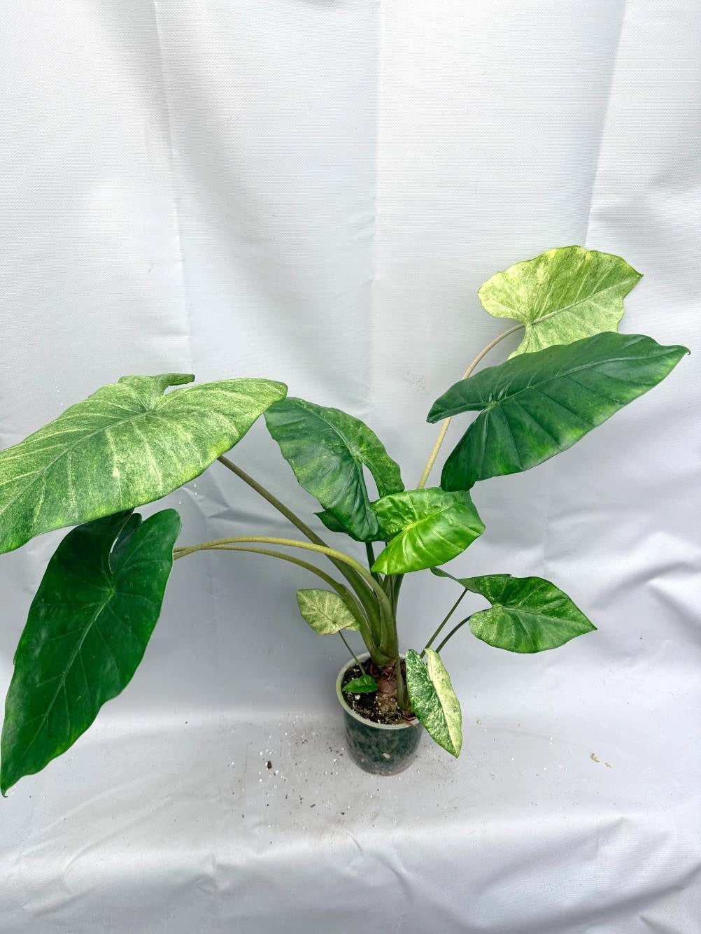 Alocasia Macrorrhiza Variegata