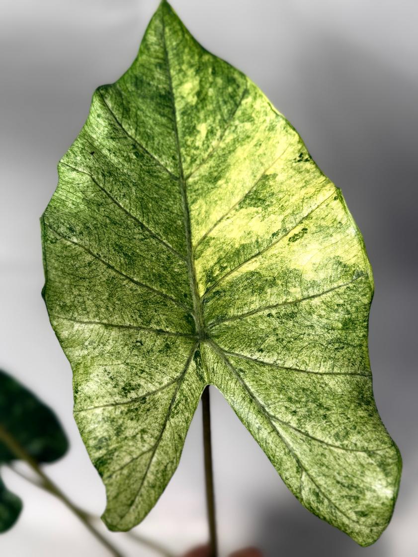 Alocasia Macrorrhiza Variegata 02