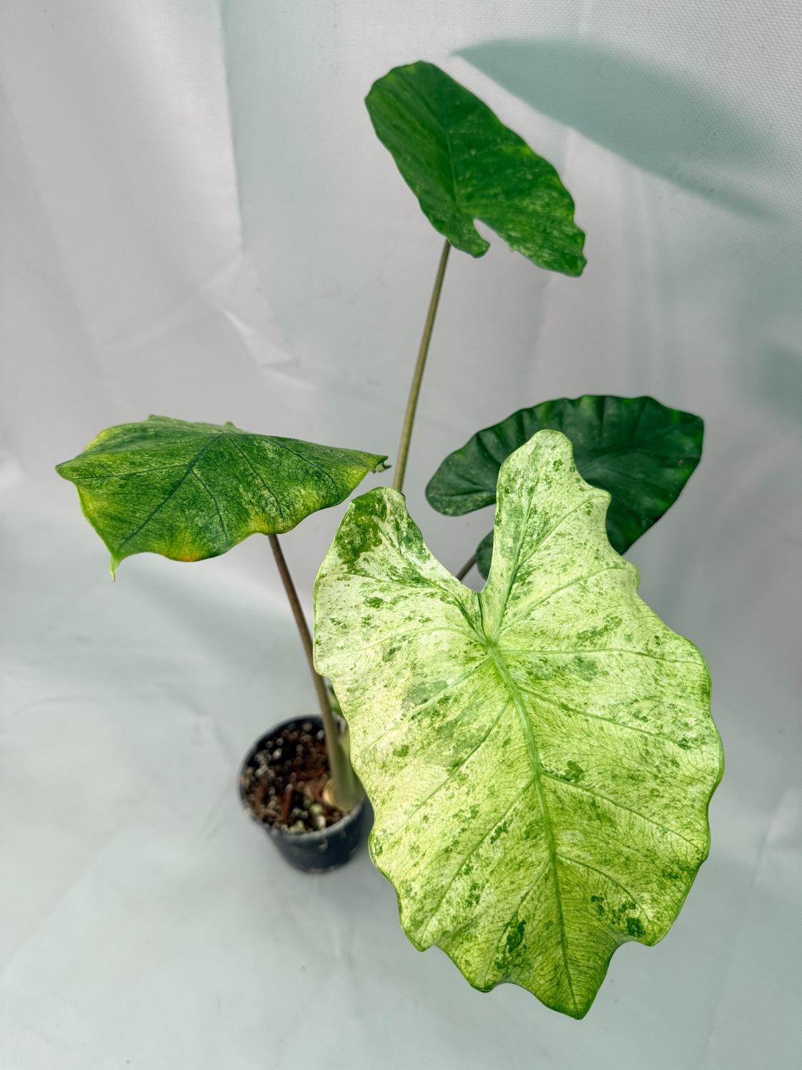 variegated elephant ear plant Alocasia Macrorrhiza Variegata