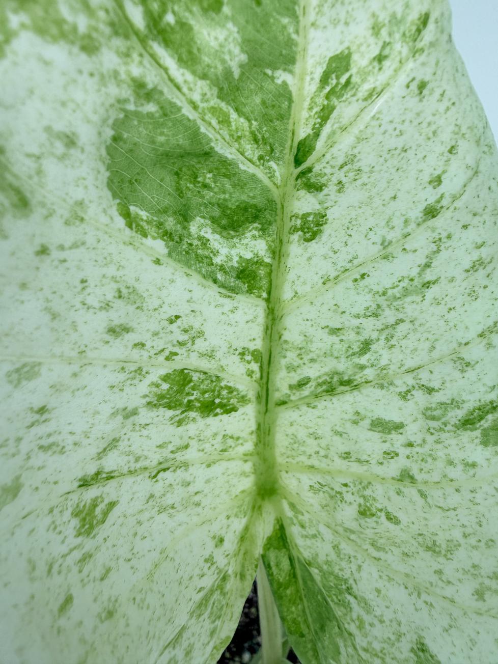 Alocasia Macrorrhiza Variegata 2