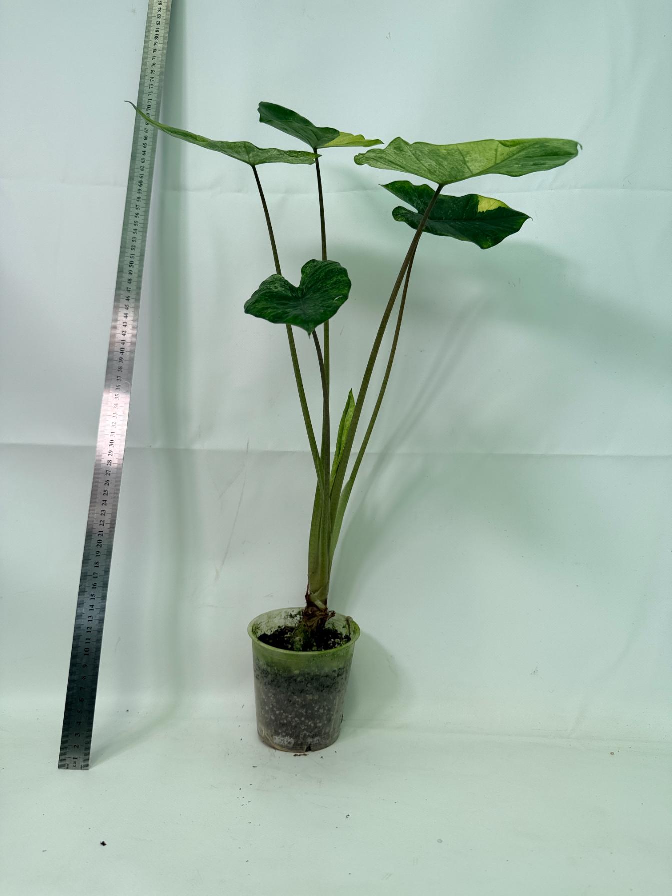 Alocasia Macrorrhiza Variegata 3