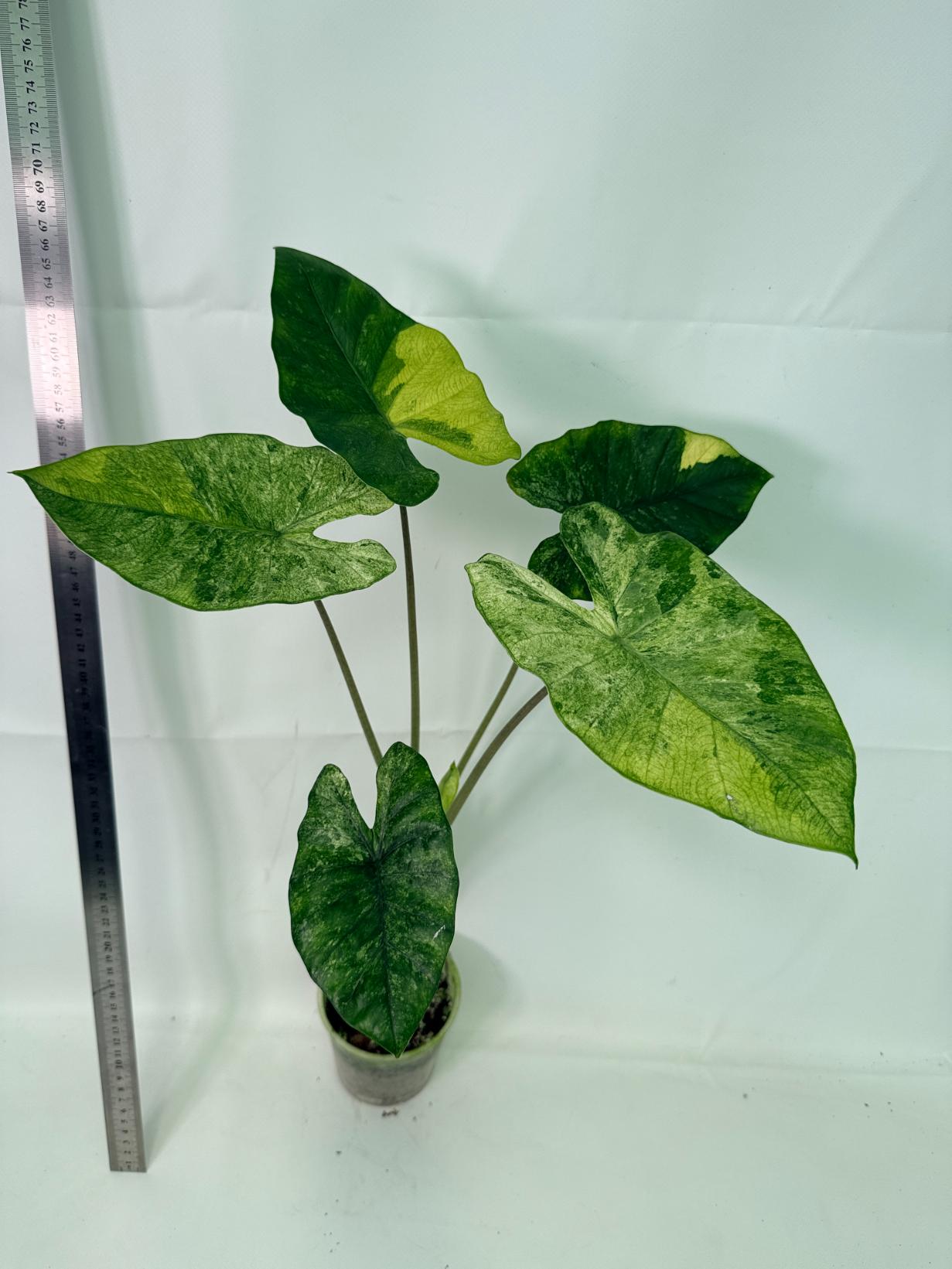 Alocasia Macrorrhiza Variegata 1