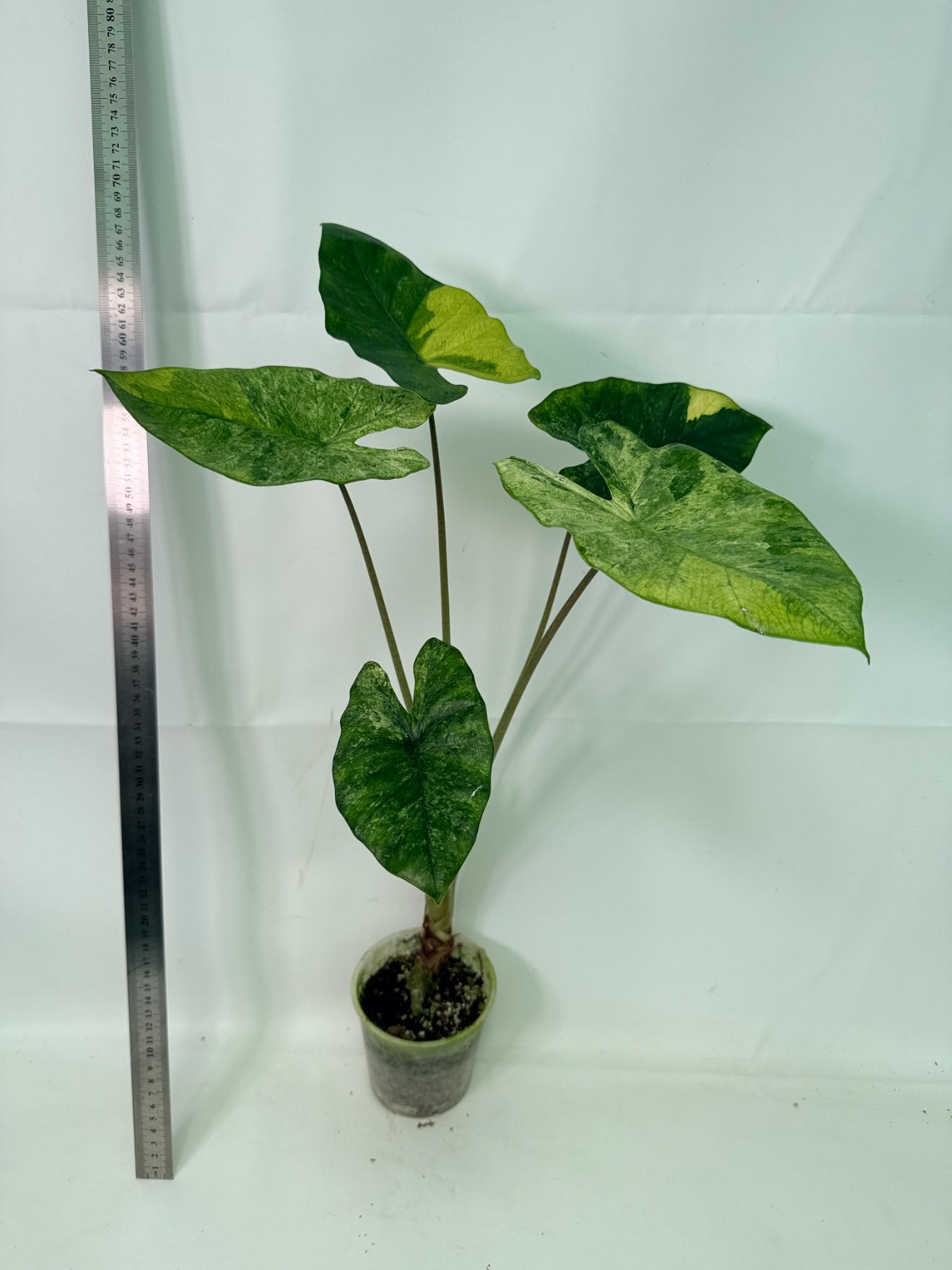 Alocasia Macrorrhiza Variegata 5