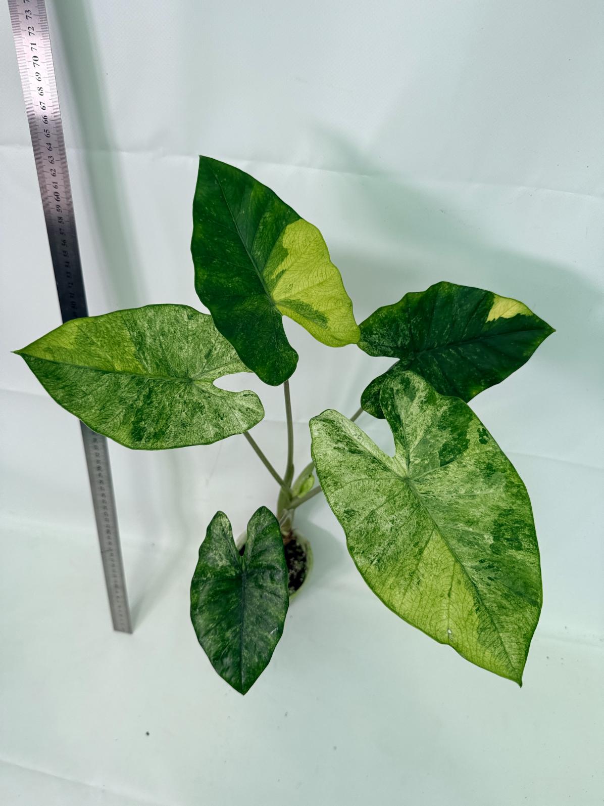 Alocasia Macrorrhiza Variegata 6