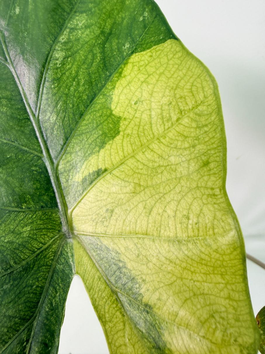 Alocasia Macrorrhiza Variegata 7