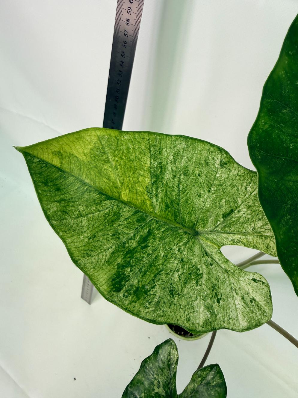 Alocasia Macrorrhiza Variegata 2