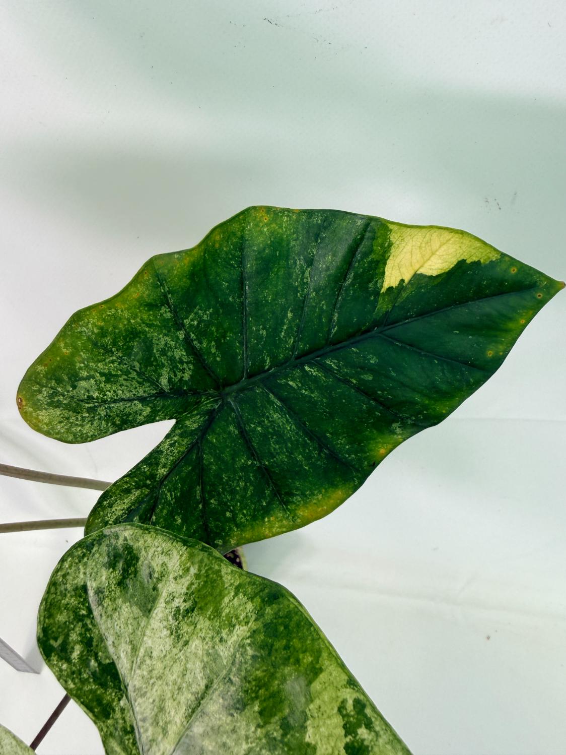 Alocasia Macrorrhiza Variegata 4