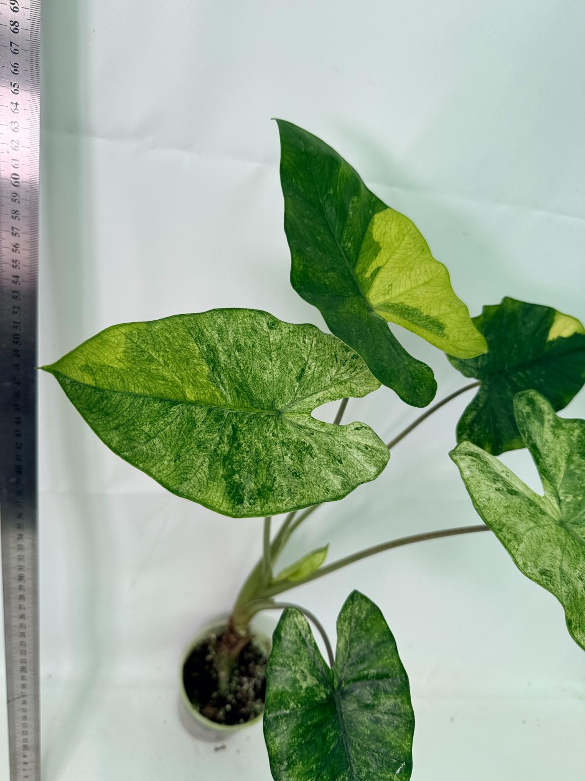 Alocasia Macrorrhiza Variegata 8
