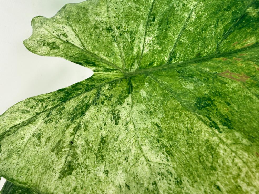 Alocasia Macrorrhiza Variegata 2