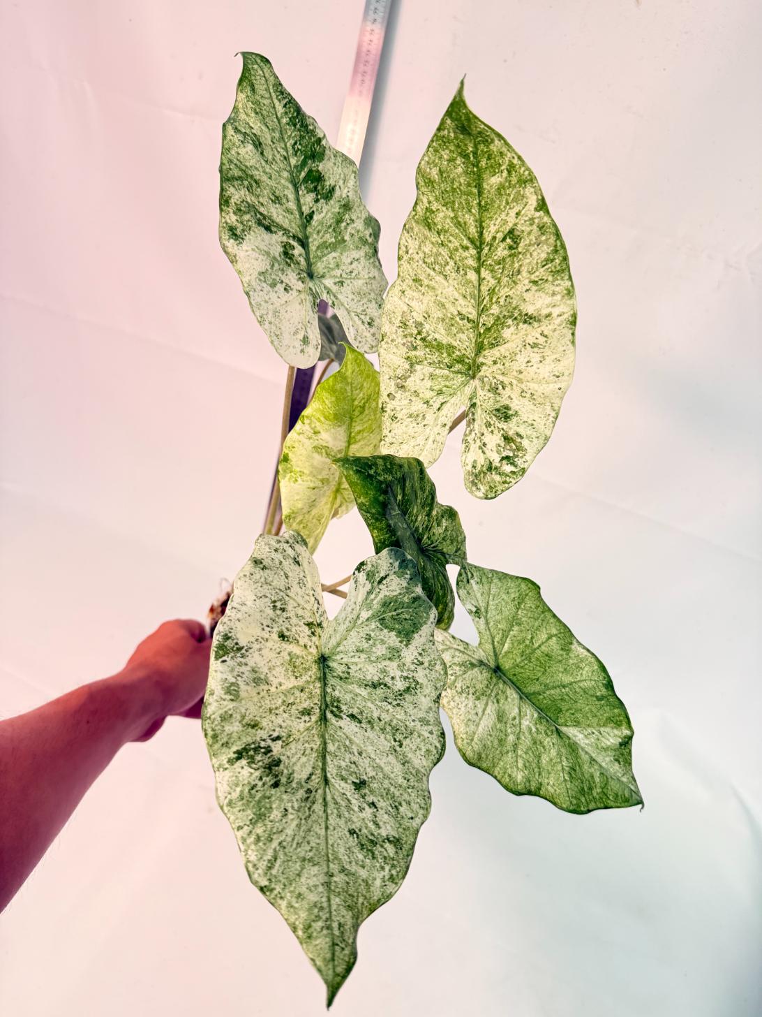 Alocasia Macrorrhiza Variegata 2